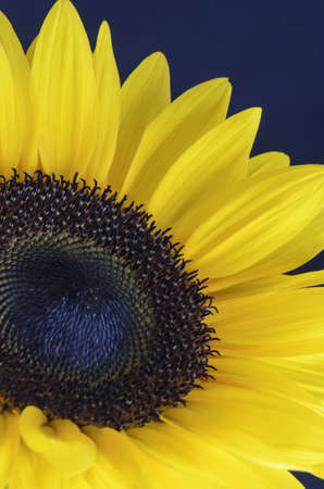 Sunflower against dark backgroundの写真素材