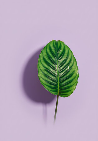 Monstera leaf on purple background. Flat lay, top view minimal summer concept.の素材