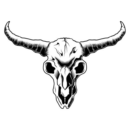 Skull Bull Head Black And White Drawing Longhorn artistic vector illustrationのイラスト素材