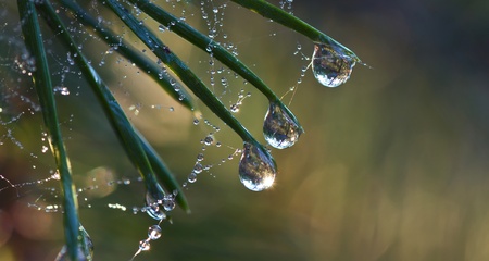 Pine needle with big dewdropsの写真素材
