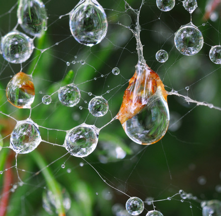 Spider web with water dropsの写真素材