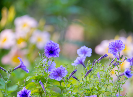 cluster of purple petunias close up. Garden.の写真素材