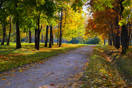 Sun shining through the trees on a path in a golden park landscapeの写真素材