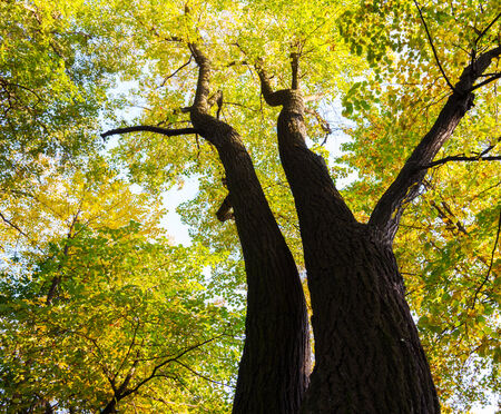 look up the trees and the sky in autumn