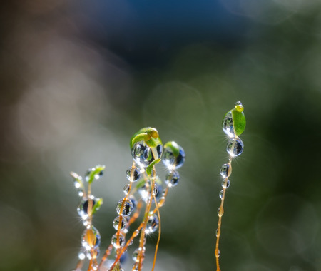 water drops on stems of moss\rin forest after rain.\r