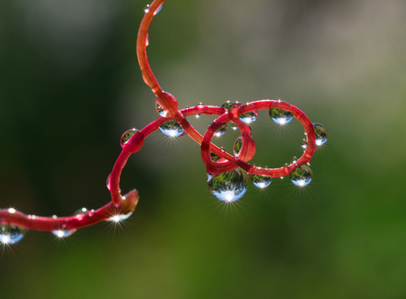 Colored water drops on a red stem. Dew drops close up,の写真素材