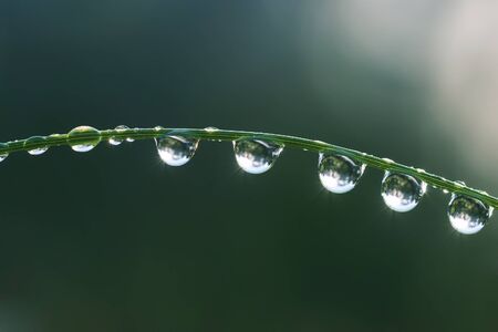 Fresh grass with dew drops and Sun beams close upの写真素材
