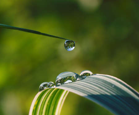 Fresh grass with dew drops and Sun beams close upの写真素材