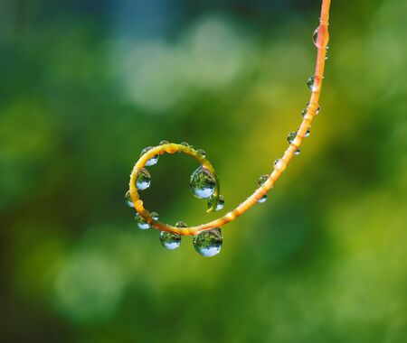 Fresh grass with dew drops and Sun beams closeupの写真素材