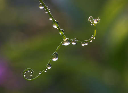 Fresh grass with dew drops and Sun beams close upの写真素材