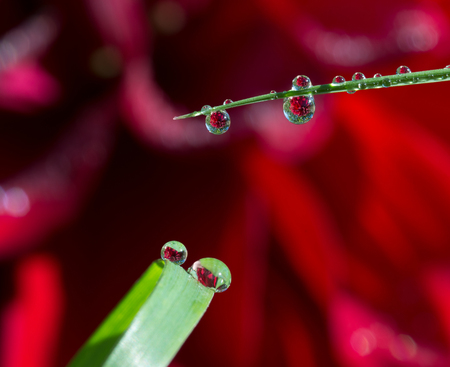 Fresh grass with dew drops and Sun beams closeupの写真素材