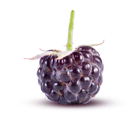 Black raspberries isolated on white. Perfectly retouched, high resolution and full depth of field....