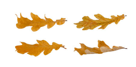 Beautifully retouched set of maple leaves isolated on white background