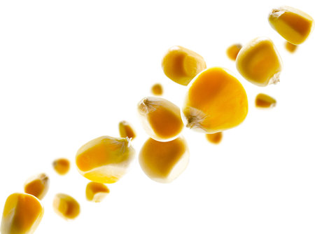 Corn grains fly in space forming a chain shape. Volumetric light from behind. Isolated on whiteの写真素材
