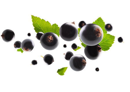 Excellent retouched black currant with leaves flies and levitates in space. Surround light from behind. Isolated on whiteの写真素材