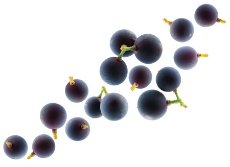 Black grape berries fly in space forming a chain shape. Surround back light. Isolated on whiteの写真素材