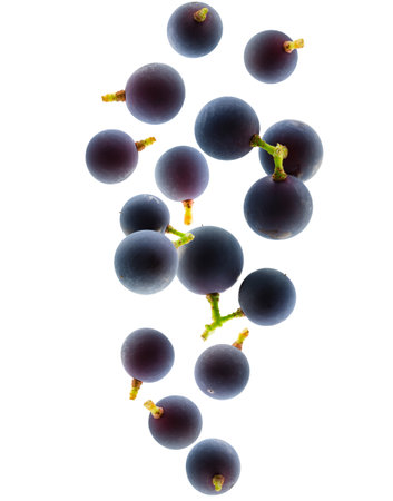 Berries of black grapes fall in space. Surround back light. Isolated on whiteの写真素材