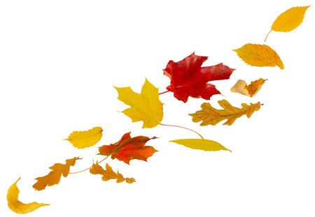 Multi-colored autumn leaves fly and levitate in space, forming a chain shape. Ash maple elm birch and oak leaves. Isolated on white.の写真素材