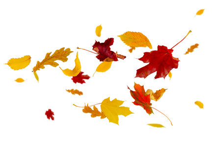 Multi-colored autumn leaves fly and levitate in space. Ash maple elm birch and oak leaves. Isolated on white.の写真素材