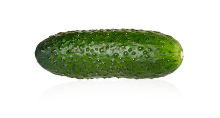 Single fresh gherkin isolated on white. Full depth of fieldの写真素材