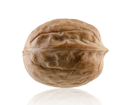 Walnut isolated on white. Volumetric backlight allows you to clearly see the texture of the nut peelの写真素材