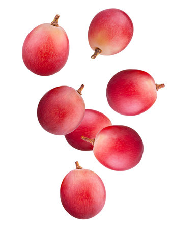 Red grape berries fall in space. Isolated on whiteの写真素材