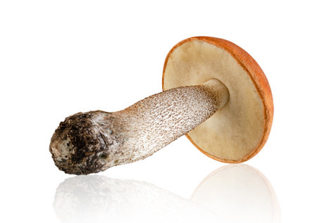 Excellently retouched aspen mushroom. volumetric light. Isolated on white.の写真素材