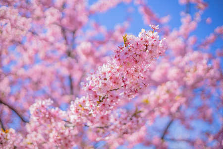 Sakura cherry blossoms in Tokyo, Japanの写真素材
