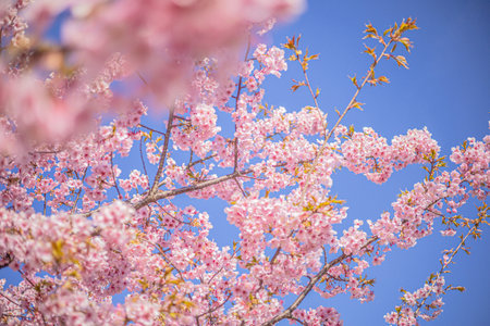 Sakura cherry blossoms in Tokyo, Japanの写真素材