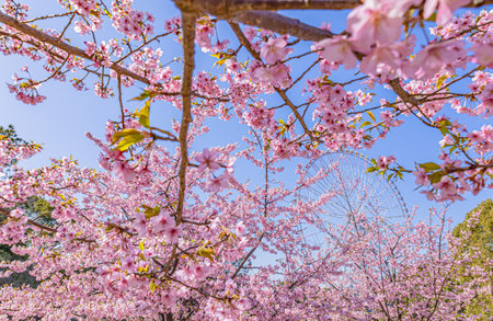 Sakura cherry blossoms in Tokyo, Japanの写真素材