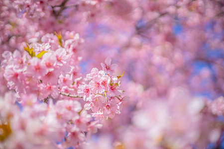 Sakura cherry blossoms in Tokyo, Japan