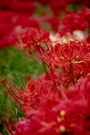 Red spider lily, Cluster amaryllisの写真素材