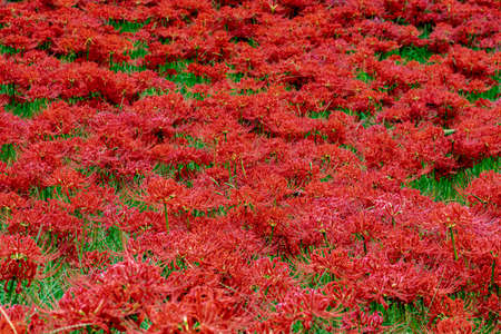 Red spider lily, Cluster amaryllisの写真素材