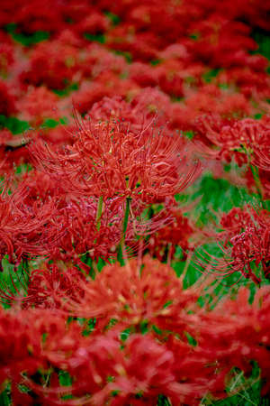 Red spider lily, Cluster amaryllisの写真素材