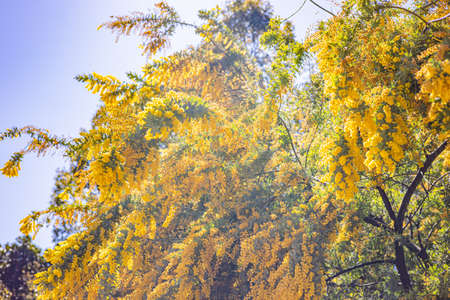 mimosa yellow flowersの写真素材
