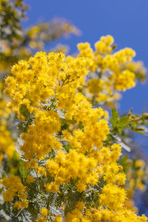 mimosa yellow flowersの写真素材