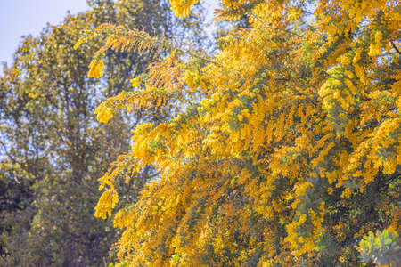 mimosa yellow flowersの写真素材