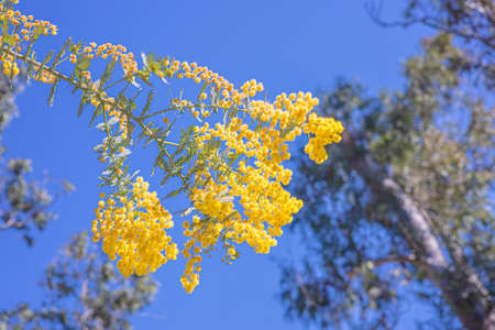 mimosa yellow flowersの写真素材