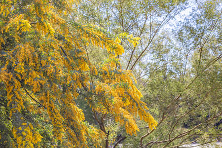 mimosa yellow flowersの写真素材