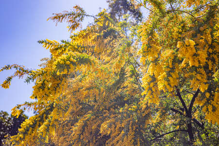 mimosa yellow flowersの写真素材
