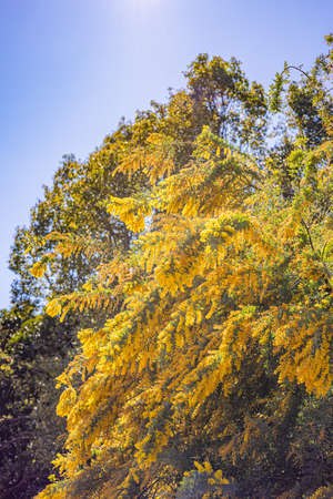 mimosa yellow flowersの写真素材