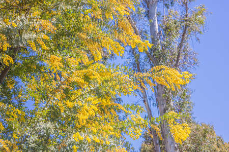 mimosa yellow flowersの写真素材