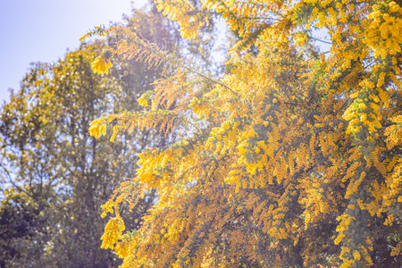mimosa yellow flowersの写真素材