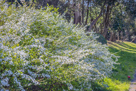 yukiyanagi thunberg spirea in Tokyo, Japanの写真素材
