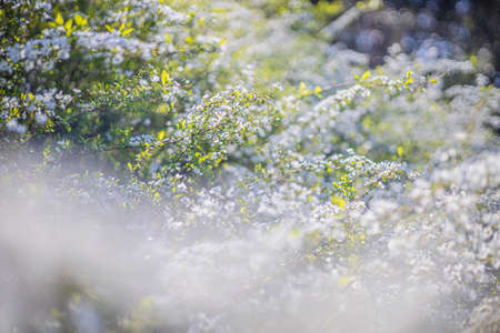 yukiyanagi thunberg spirea in Tokyo, Japanの写真素材