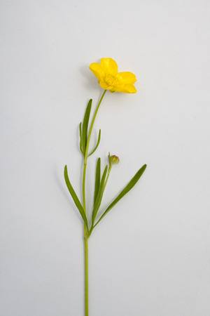 medicinal Buttercup on a white backgroundの写真素材