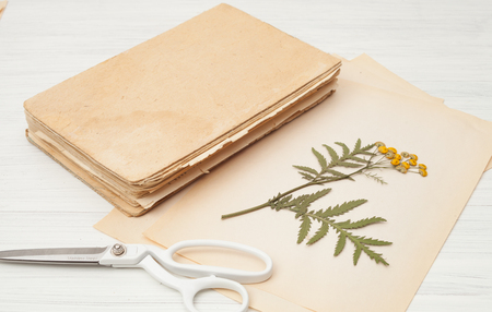 dried herbs and dried flowers for making herbarium, Botanical illustrationの写真素材