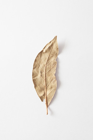 Dry laurel leaf on white backgroundの写真素材