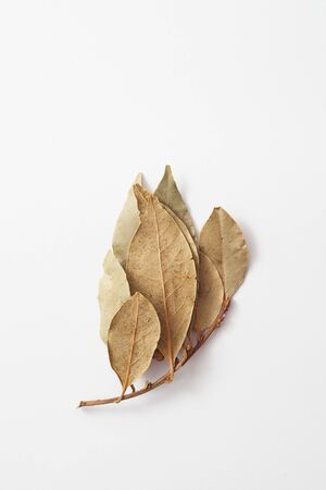 Dry Laurel leaf in folk medicine and cooking recipesの写真素材