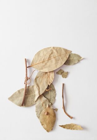 Laurel leaf in folk medicine and cooking recipesの写真素材